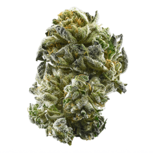 Buy Girl Scout Cookies Strain in the USA